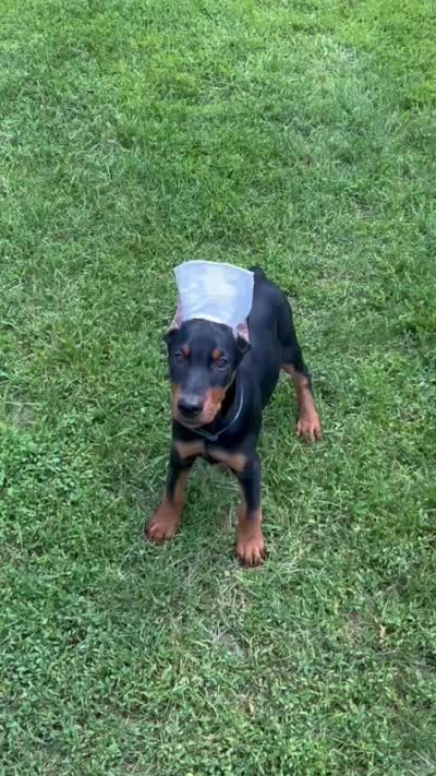 Raven, a female Doberman Pinscher for sale in Eau Claire, WI – 5 of 5