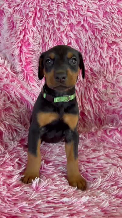 Girl 3, a male Doberman Pinscher for sale in Eau Claire, WI – 3 of 4