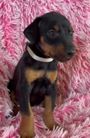 Girl 2, a male Doberman Pinscher for sale in Eau Claire, WI – 2 of 4