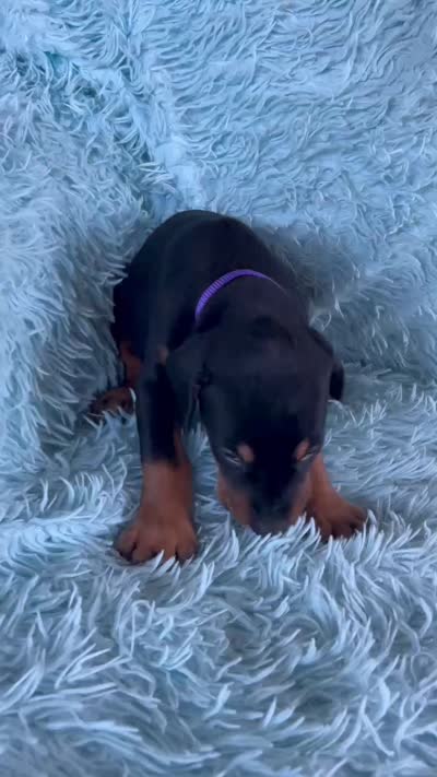 Boy 5, a male Doberman Pinscher for sale in Eau Claire, WI – 3 of 4