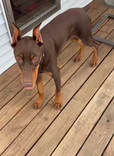 Diesel, a male Doberman Pinscher for sale in Eau Claire, WI – 9 of 9