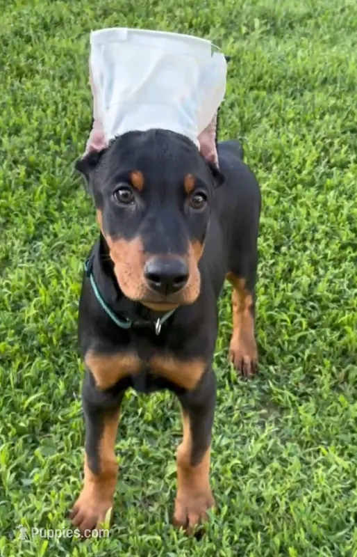 Raven – Doberman Pinscher puppy for sale in Eau Claire, WI
