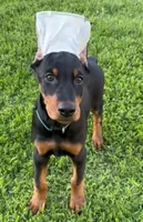 Raven, a female Doberman Pinscher for sale in Eau Claire, WI – 1 of 5