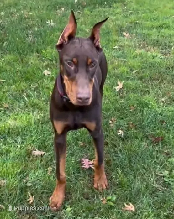 Diesel – Doberman Pinscher puppy for sale in Eau Claire, WI