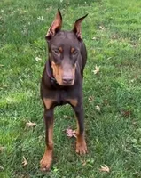 Diesel, a male Doberman Pinscher for sale in Eau Claire, WI – 1 of 9