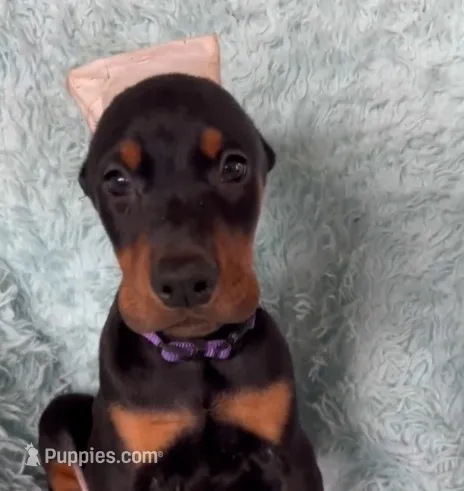 Boy 5 – Doberman Pinscher puppy for sale in Eau Claire, WI