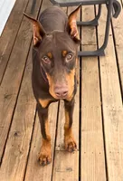 Diesel, a male Doberman Pinscher for sale in Eau Claire, WI – 2 of 9