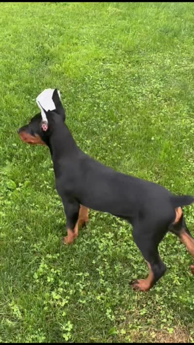 Onyx, a female Doberman Pinscher for sale in Eau Claire, WI – 6 of 6
