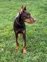 Diesel, a male Doberman Pinscher for sale in Eau Claire, WI – 8 of 9