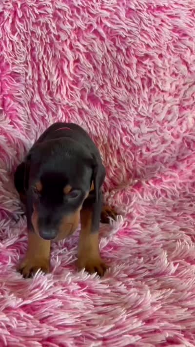 Girl 4, a male Doberman Pinscher for sale in Eau Claire, WI – 3 of 4