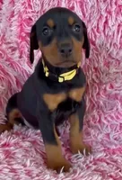 Girl 1, a male Doberman Pinscher for sale in Eau Claire, WI – 2 of 4