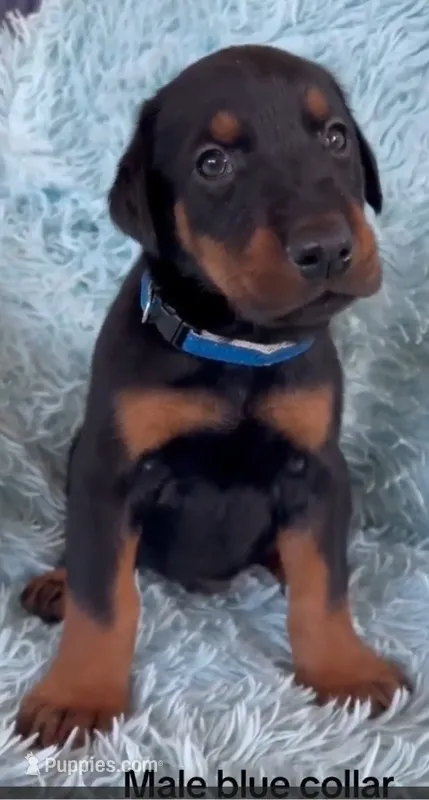 Boy 1 – Doberman Pinscher puppy for sale in Eau Claire, WI