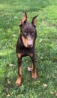 Diesel, a male Doberman Pinscher for sale in Eau Claire, WI – 7 of 9