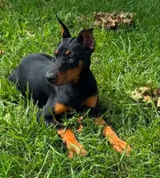 Daphne, a female Doberman Pinscher for sale in Eau Claire, WI – 1 of 4