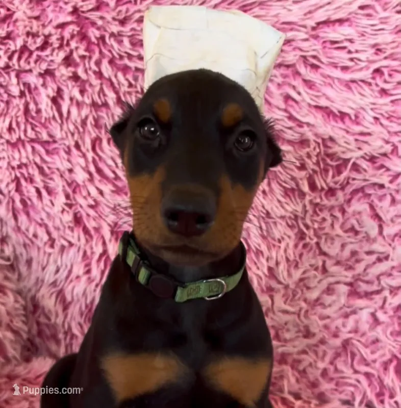 Girl 3 – Doberman Pinscher puppy for sale in Eau Claire, WI