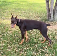 Diesel, a male Doberman Pinscher for sale in Eau Claire, WI – 3 of 9