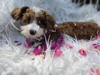 Bella , a female Cavapoo for sale in Los Angeles, CA – 2 of 3