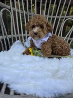 Gidget, a female Cavapoo and Poodle - Toy  for sale in Los Angeles, CA – 3 of 5
