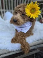 Tweety, a female Cavapoo and Poodle - Toy  for sale in Los Angeles, CA – 4 of 4
