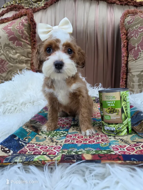 Lily – Cavapoo puppy for sale in Los Angeles, CA