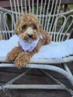 Gidget, a female Cavapoo and Poodle - Toy  for sale in Los Angeles, CA – 1 of 5