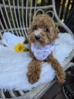 Gidget, a female Cavapoo and Poodle - Toy  for sale in Los Angeles, CA – 5 of 5