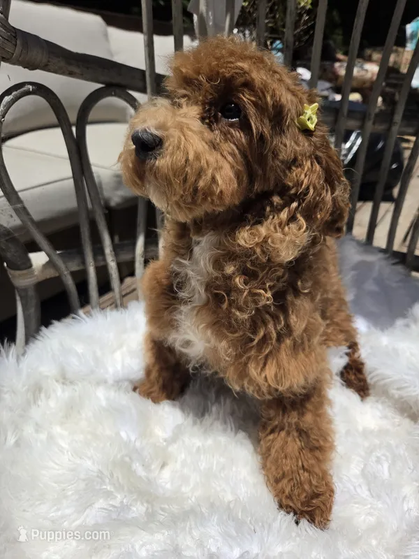 Gigi – Cavapoo, Poodle - Toy  puppy for sale in Los Angeles, CA