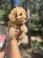Mini Lilac, a female Goldendoodle and Poodle - Toy  for sale in Los Angeles, CA – Photo 3 of 5