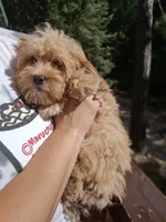 Mini Lilac, a female Goldendoodle and Poodle - Toy  for sale in Los Angeles, CA – Photo 5 of 5