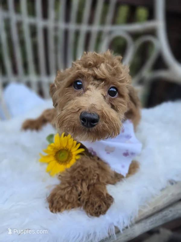 Tweety – Cavapoo, Poodle - Toy  puppy for sale in Los Angeles, CA