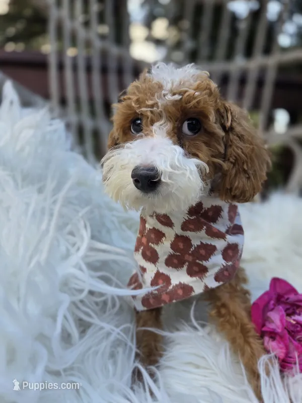 Bella  – Cavapoo puppy for sale in Los Angeles, CA