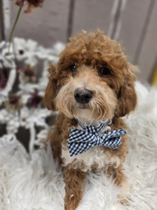Griff – Cavapoo puppy for sale in Los Angeles, CA