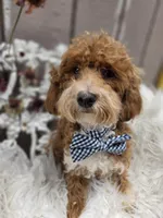 Griff, a male Cavapoo for sale in Los Angeles, CA – 1 of 3