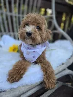 Gidget, a female Cavapoo and Poodle - Toy  for sale in Los Angeles, CA – 2 of 5