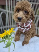 Stormy, a female Cavapoo and Poodle - Toy  for sale in Los Angeles, CA – 5 of 6