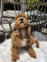 Gigi, a female Cavapoo and Poodle - Toy  for sale in Los Angeles, CA – 3 of 3
