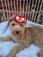 Milo, a male Cavapoo and Poodle - Toy  for sale in Los Angeles, CA – 1 of 4