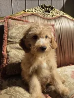 Rosie, a female Cavapoo and Poodle - Toy  for sale in Los Angeles, CA – 3 of 3