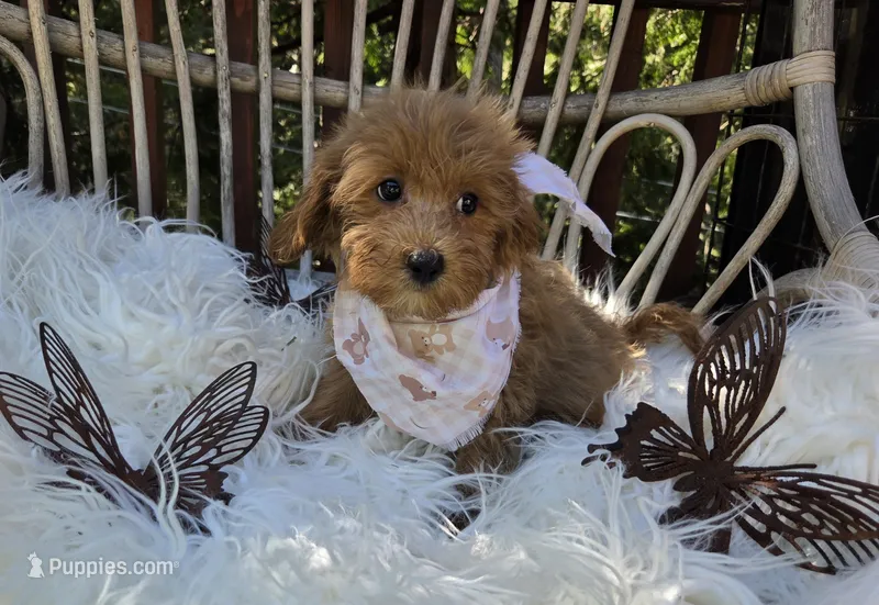 Bailey  – Cavapoo puppy for sale in Los Angeles, CA