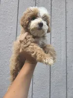 Lily, a female Cavapoo for sale in Los Angeles, CA – 3 of 4