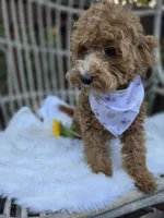 Gidget, a female Cavapoo and Poodle - Toy  for sale in Los Angeles, CA – 4 of 5
