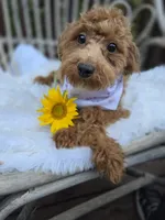 Tweety, a female Cavapoo and Poodle - Toy  for sale in Los Angeles, CA – 3 of 4