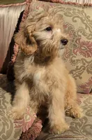 Rosie, a female Cavapoo and Poodle - Toy  for sale in Los Angeles, CA – 1 of 3