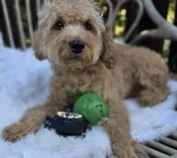 Milo, a male Cavapoo and Poodle - Toy  for sale in Los Angeles, CA – 4 of 4
