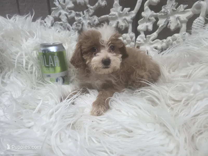 Lily – Cavapoo puppy for sale in Los Angeles, CA
