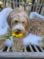 Strawberry Pie, a female Cavapoo and Poodle - Toy  for sale in Los Angeles, CA – 4 of 4