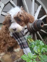 Peppermint , a male Cavapoo and Poodle - Toy  for sale in Los Angeles, CA – Photo 3 of 4
