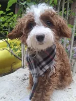 Peppermint , a male Cavapoo and Poodle - Toy  for sale in Los Angeles, CA – Photo 1 of 4