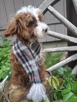 Peppermint , a male Cavapoo and Poodle - Toy  for sale in Los Angeles, CA – Photo 4 of 4