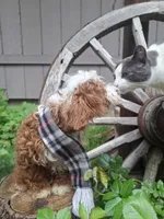 Peppermint , a male Cavapoo and Poodle - Toy  for sale in Los Angeles, CA – Photo 2 of 4
